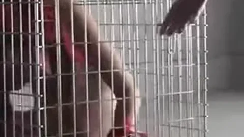 Pet Life