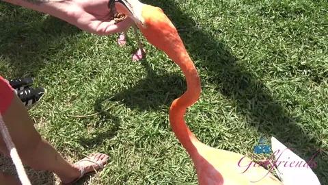 Nicole Nichols Sarasota Part 5 (Big Ass)